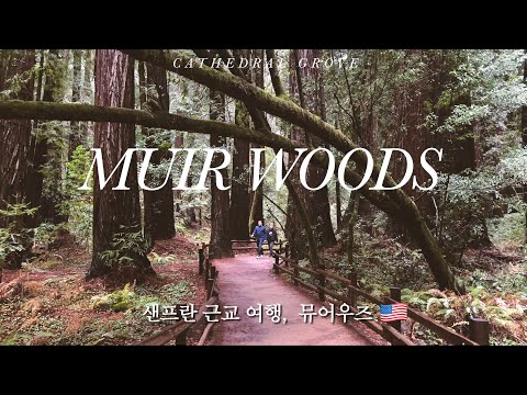 [4K] Travel🇺🇸 샌프란시스코 근교 숲속 힐링여행 💚 뮤어우즈국립공원ㅣ랜선하이킹ㅣMuir Woods National MonumentㅣENG