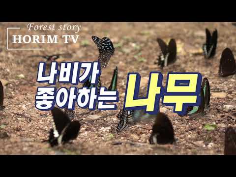 나비가 좋아하는 나무(기주식물), 숲 전문 HORIM-TV