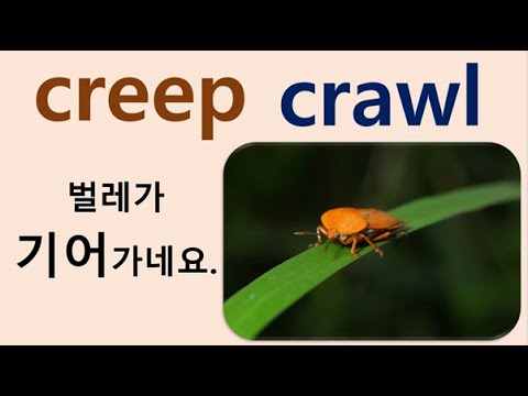 Q5 English 어휘 Lesson 1393 (기다, 기어가다, 어느새 나이가 – crawl vs creep)