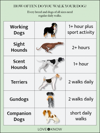 How Often Do You Walk Your Dog? 5 Factors To Consider | Lovetoknow Pets