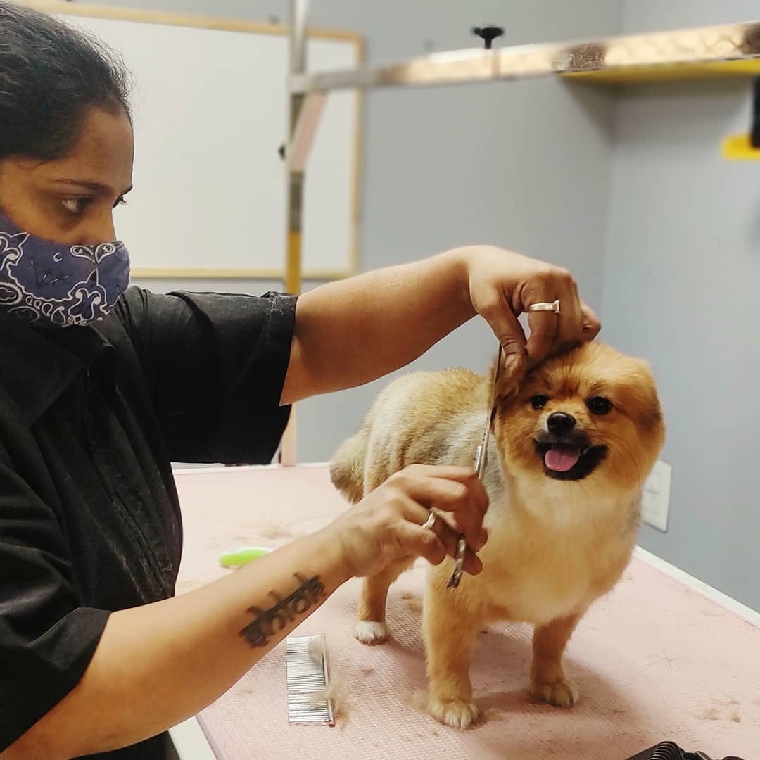 List Of Dog Grooming Parlours In Bangalore | Lbb, Bangalore