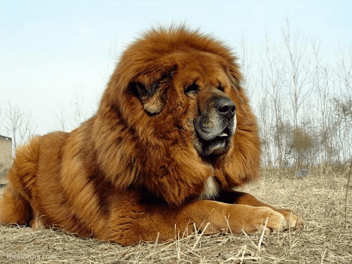 Tibetan Mastiff: Character, Health, Feeding, Price, And Care