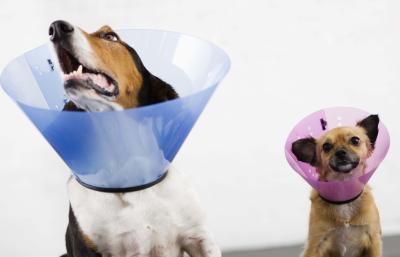 Can A Dog Eat And Drink With A Cone Collar? | Dog Care - Daily Puppy