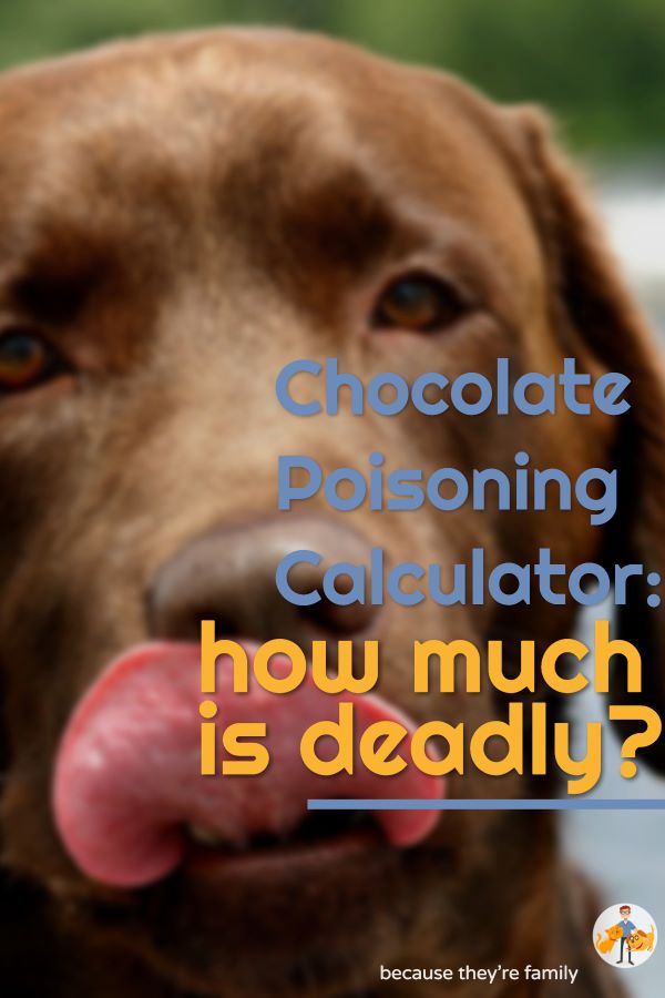 Chocolate Poisoning Calculator - How Much Will Kill Your Dog! — Our Pet'S  Health