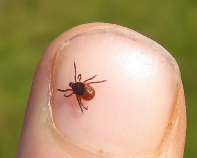 Ticks On Dogs | How To Remove A Tick From A Dog | Blue Cross