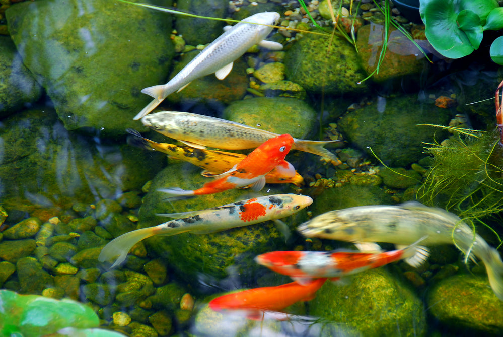 Best 16 Fish That Eat Algae In Ponds – Living Water Aeration