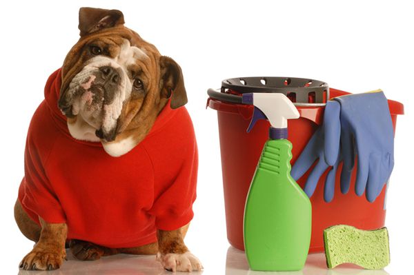Household Cleaning Products That Are Not Safe For Dogs – Dogster