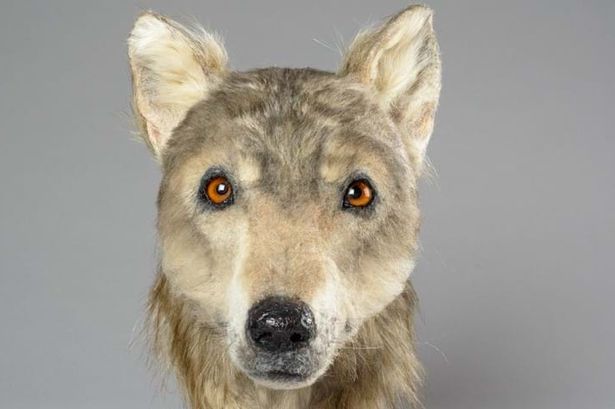 Here'S What Ancient Dogs Looked Like: A Forensic Reconstruction Of A Dog  That Lived 4,500 Years Ago | Open Culture