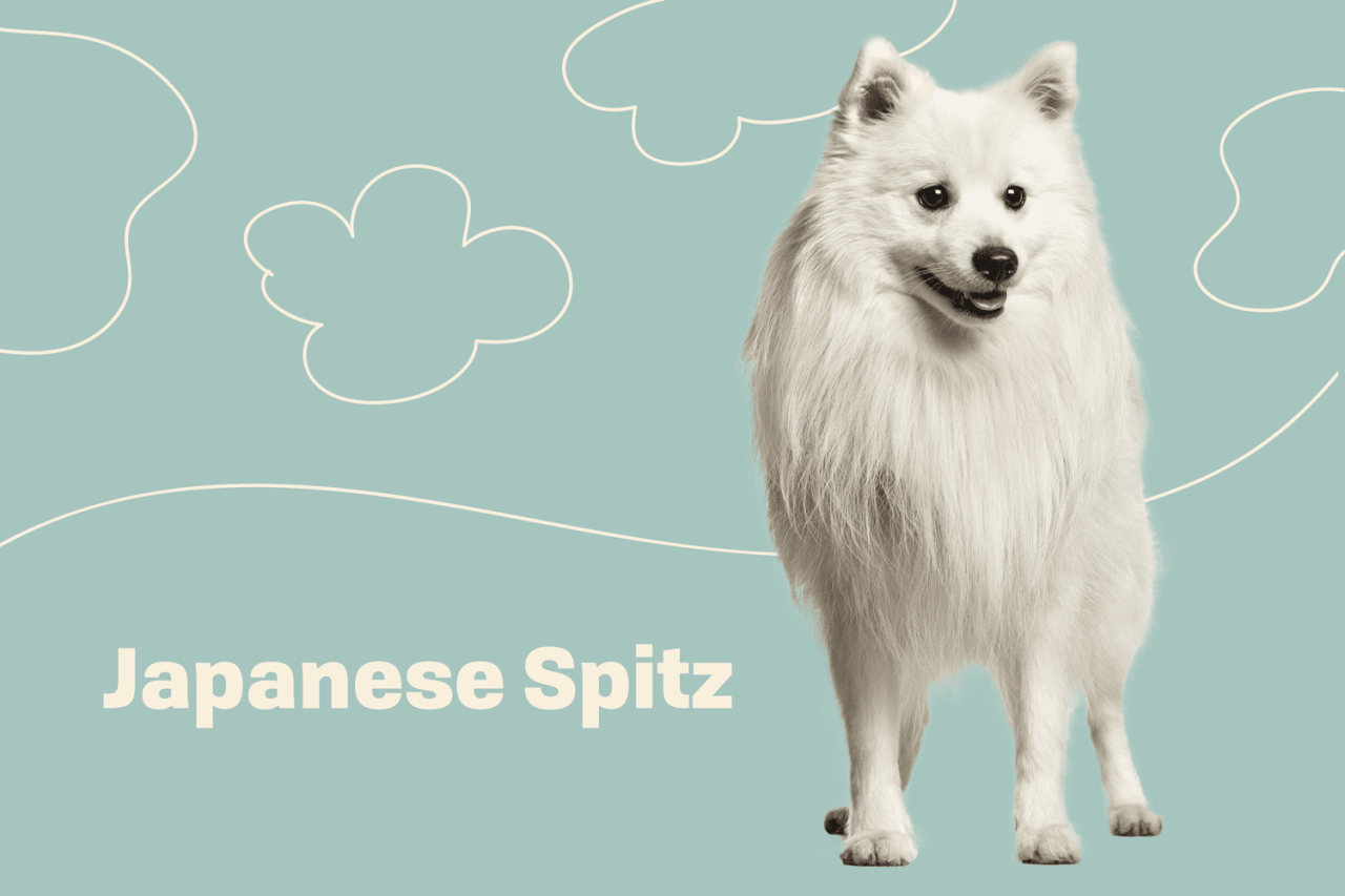 Japanese Spitz Dog Breed Information And Characteristics