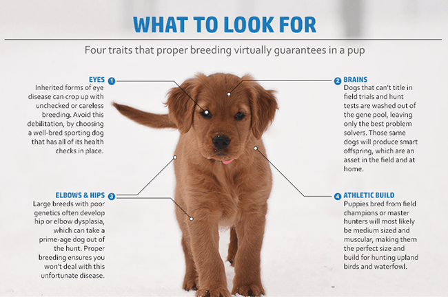 5 Things To Look For In A Hunting Dog - Nssf Let'S Go Hunting