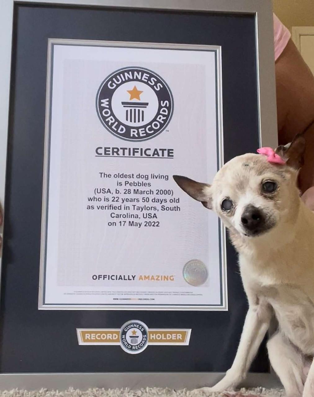22-Year-Old Pebbles Named Oldest Living Dog By Guinness World Records