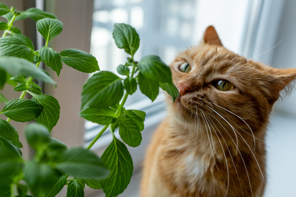 Cats & Herbs | Good & Bad Herbs For Your Furry Friend - The Sage