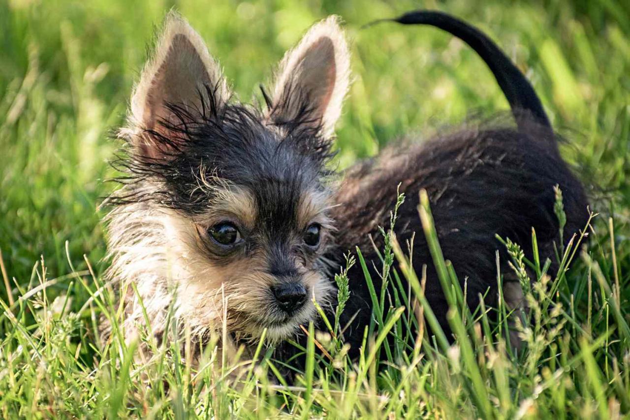 Chorkie Dog Breed Information And Characteristics