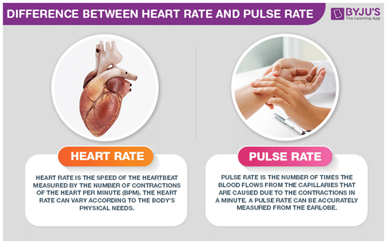 Difference Between Heart Rate And Pulse Rate Are Explained In Detail
