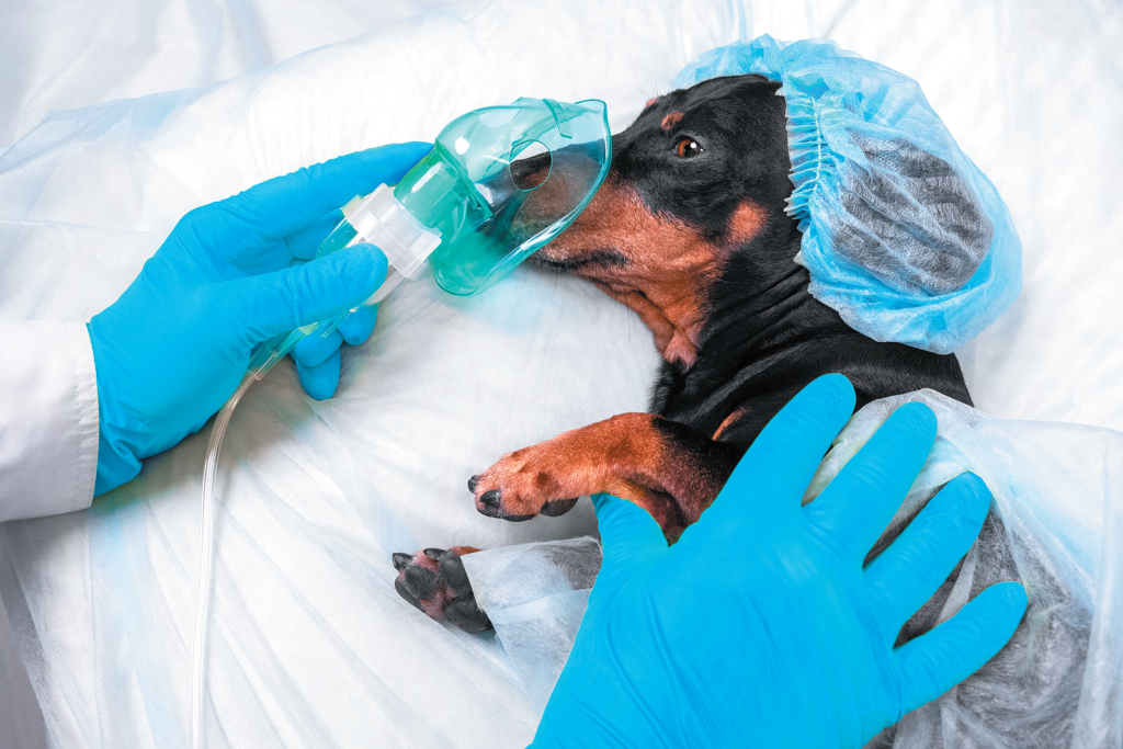 How Long A Dog Should Fast Before Anesthesia - Tuftsyourdog