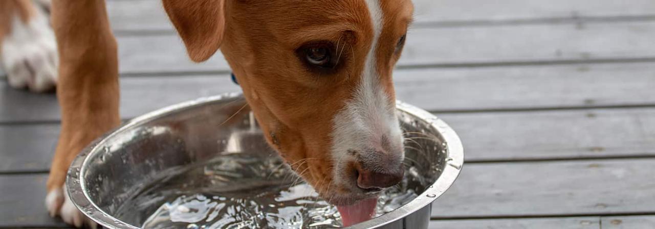 Excessive Thirst In Dogs: Is It Normal Or Serious? | Hill'S Pet