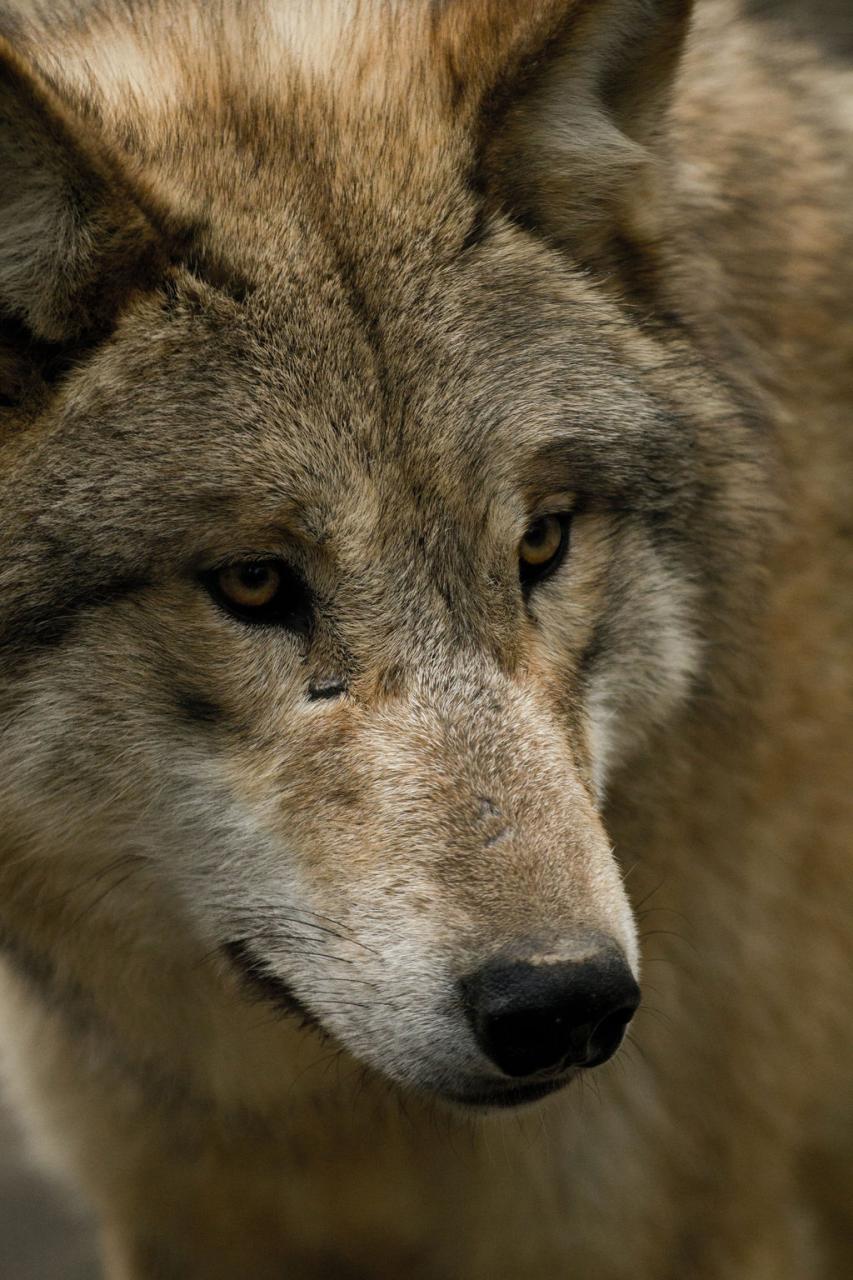 How To Keep Coyotes Away: All Effective Deterrents