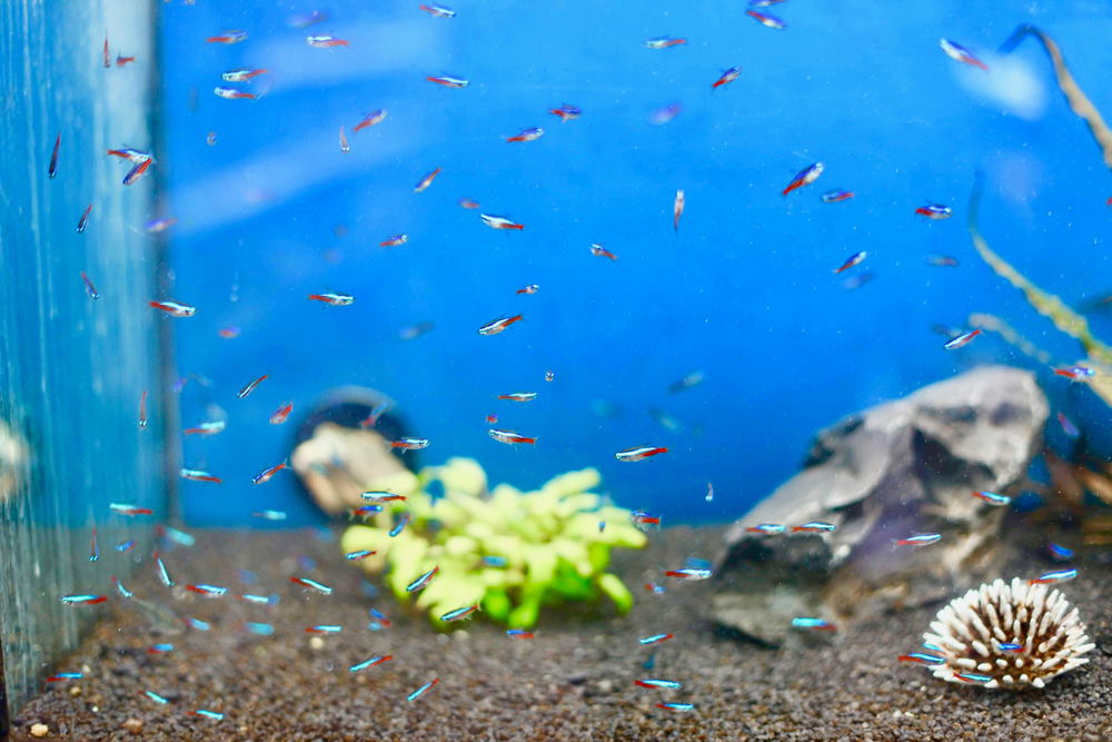 What Is Neon Tetra Disease And How Can It Be Prevented? – Aquarium Co-Op