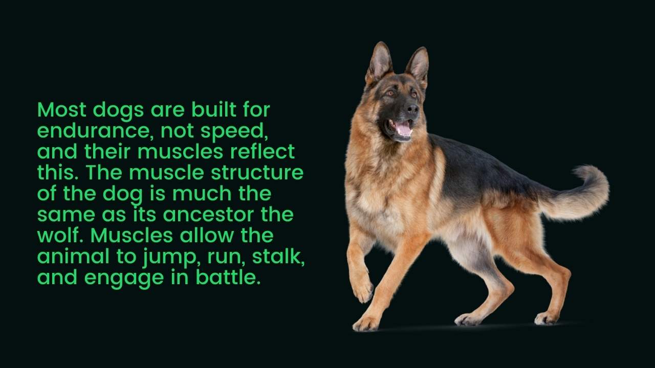 German Shepherd And Muscles Building (Step By Step Guide) – Gsd Colony