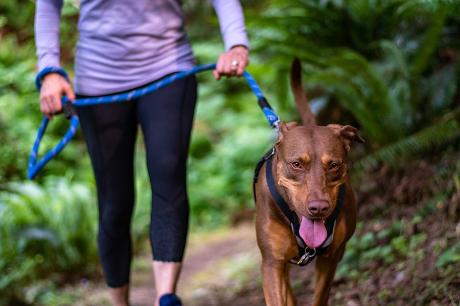 Fit Facts On Exercise And Dogs | Aspca Pet Health Insurance