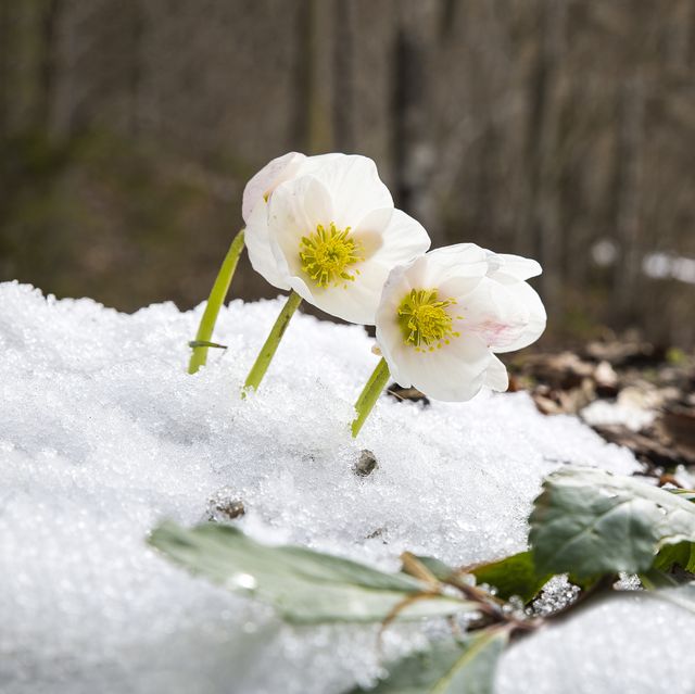 20 Best Winter Flowers - Flowers And Plants That Bloom In Winter