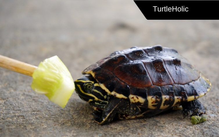 How Long Can Turtles Live Without Food? - Turtleholic