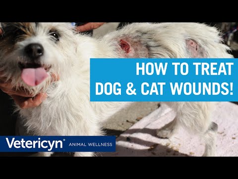 How To Treat Dog & Cat Wounds with Vetericyn Liquid and Antimicrobial Hydrogel