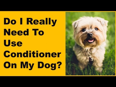 Can You Use Human Hair Conditioner On Dogs? | Beckley Boutique