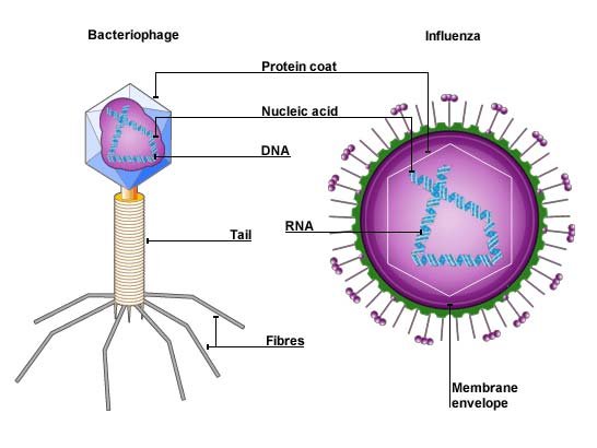 Virus, Virions And Prions | Definition, Examples, Diagrams