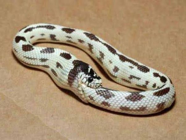 Why Do Some Snakes Eat Themselves? - Quora