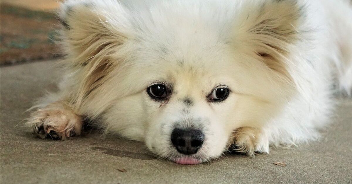 Maltipom Dog Breed Health, Training, Feeding, Temperament And Puppies -  Petguide | Petguide