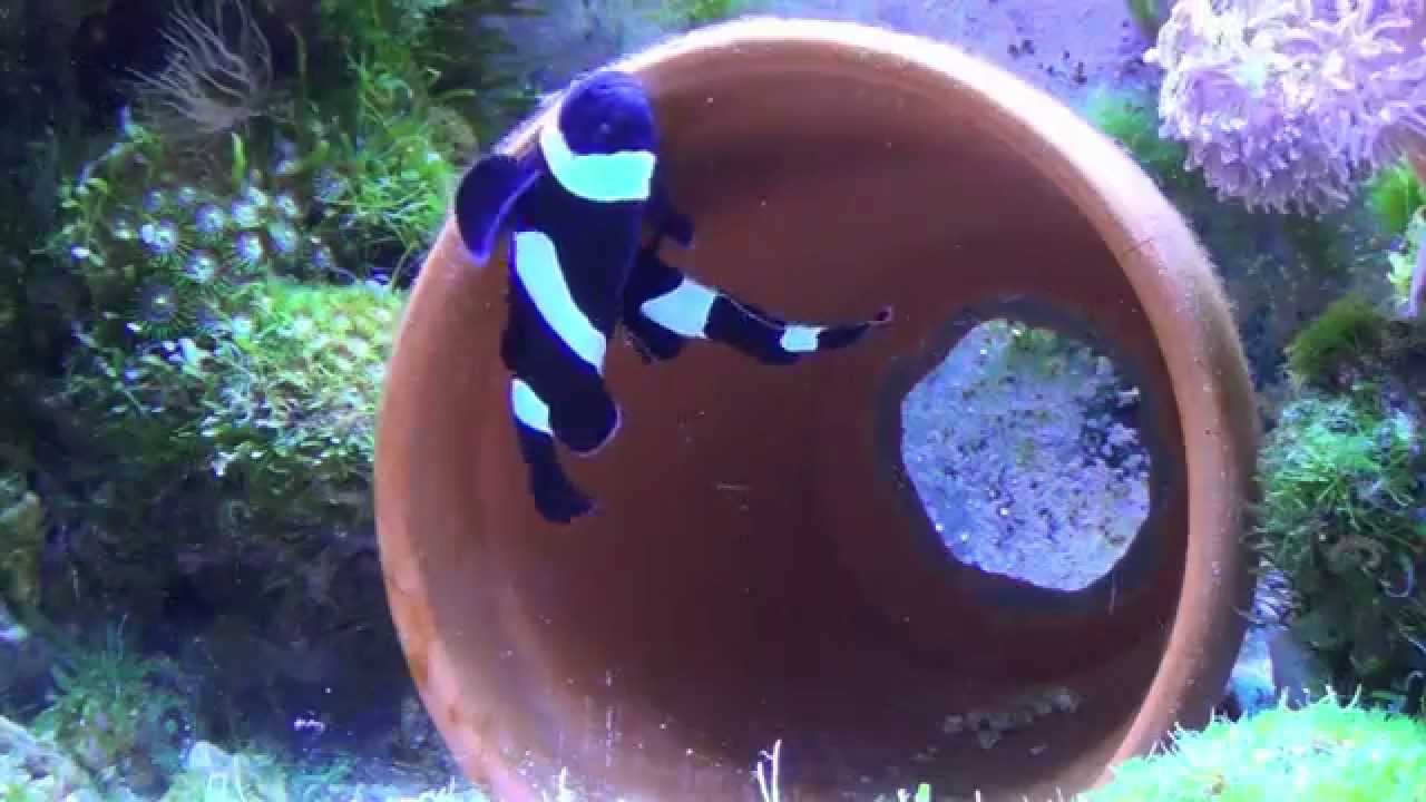 How To Breed Clownfish. - Youtube