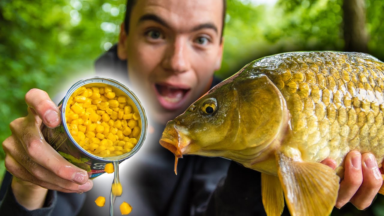 How To Catch Carp With Corn! (Easy And Cheap Bait For Carp Fishing) -  Youtube