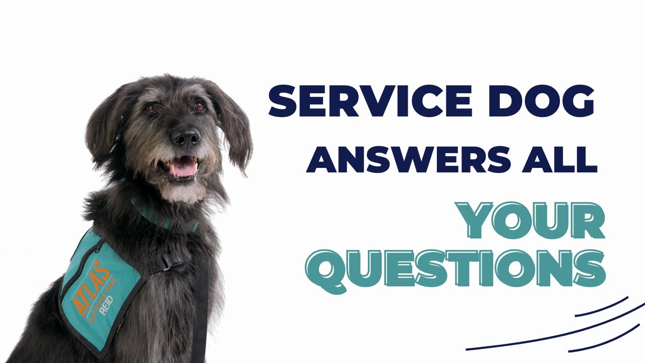Service Dog Answers All Your Questions #Servicedog #Servicedogtraining -  Youtube
