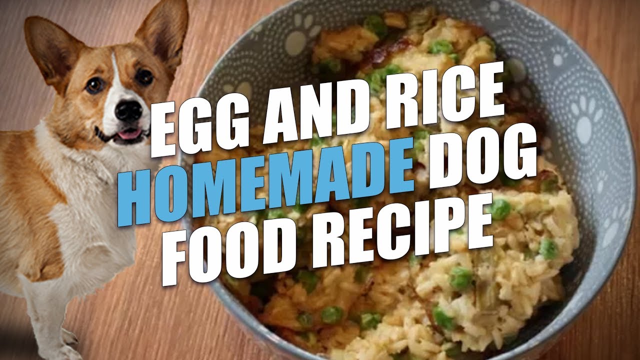 Egg And Rice Homemade Dog Food Recipe (Cheap And Healthy) - Youtube