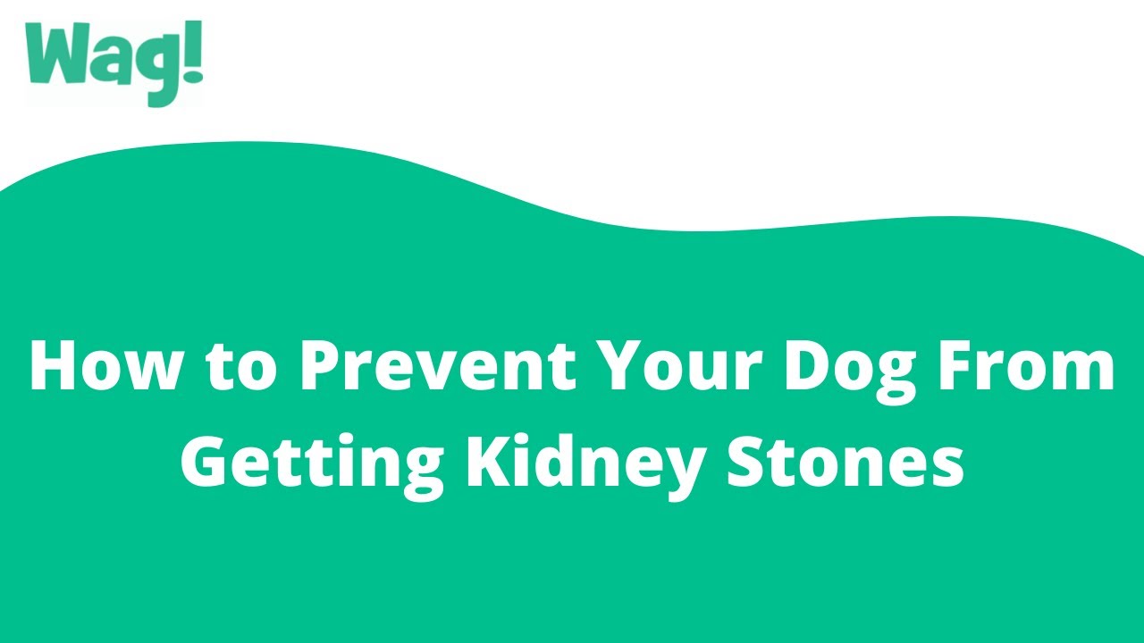 How To Prevent Your Dog From Getting Kidney Stones