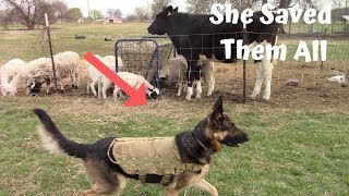 German Shepherd Guard Dog Saves Livestock From Wild Dog Attack!!! - Youtube
