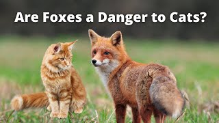 Are Foxes A Danger To Cats? - Youtube