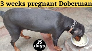 3 Weeks Pregnant Doberman Dog | The Stages Of Dog Pregnancy : Week By Week  Guide - Youtube