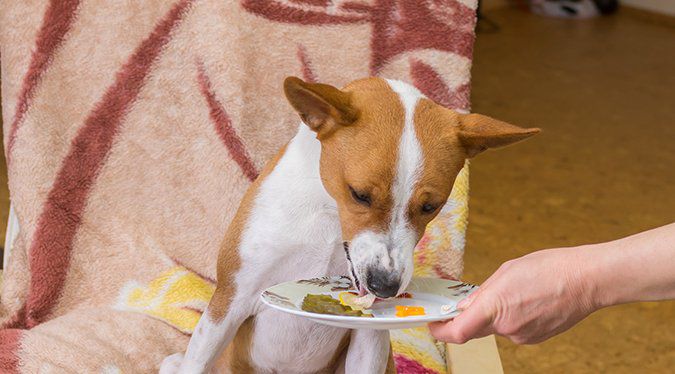 5 Steps To Enhancing Your Dog'S Store-Bought Dog Food - Whole Dog Journal