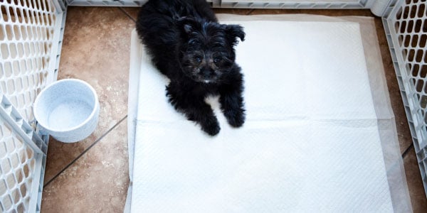 Training Your Dog To Stop Using Potty Pads | Preventive Vet