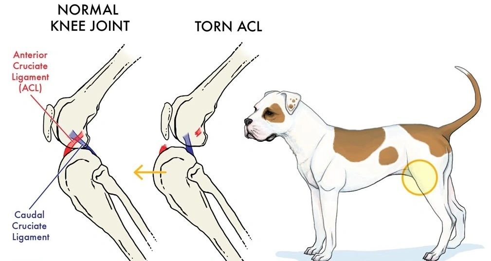 Prevent Acl Tears In Labradors -Torn Acl In Dogs - Lucky Labs