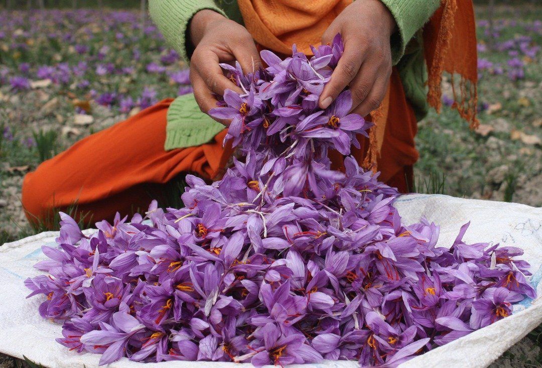 Saffron Crocus: The Flower Saffron Comes From & How It Is Harvested