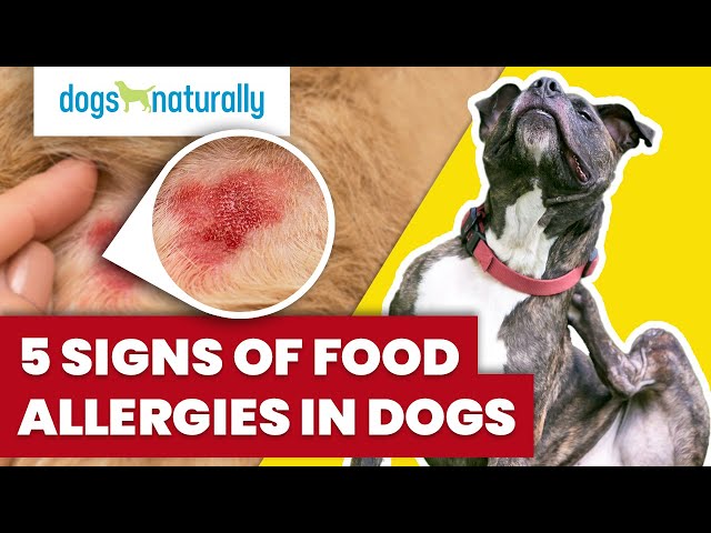 5 Signs Of Food Allergies In Dogs - Youtube