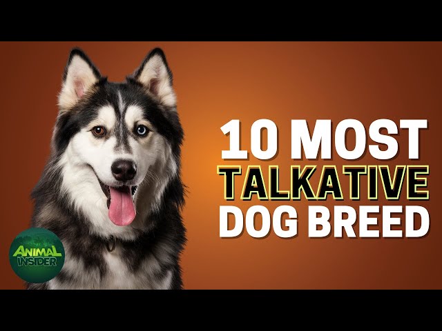 10 Most Talkative Dog Breeds - Youtube