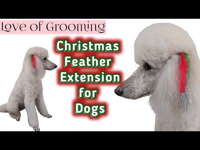 How To Attach Feather Extensions To Dogs Ears | Christmas Dog Feather  Extension - Youtube