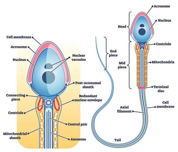 Sperm Cell - The Definitive Guide | Biology Dictionary
