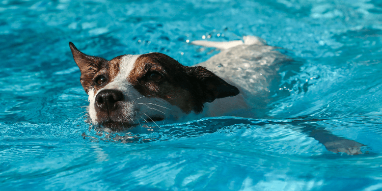 The Top 5 Benefits Of Swimming For Dogs | Topdog Health