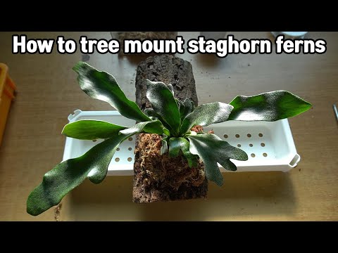 박쥐란 목부작 만들기🌱ㅣHow to Plant Staghorn Ferns on Tree Bark